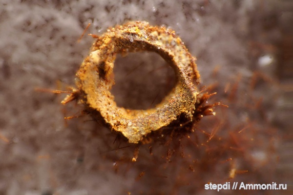 девон, проблематики, микрофоссилии