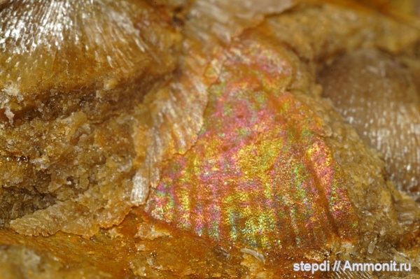 брахиоподы, перламутр