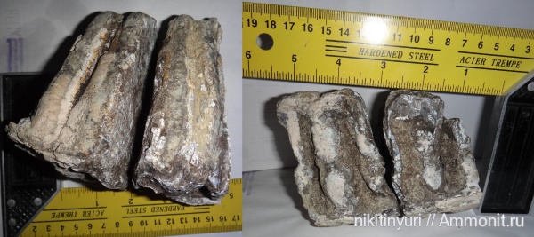 зубы, мамонты, teeth