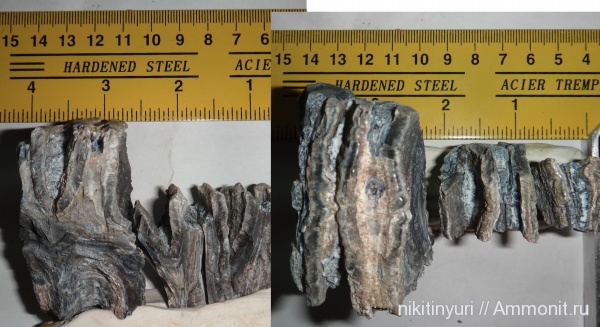 зубы, мамонты, teeth