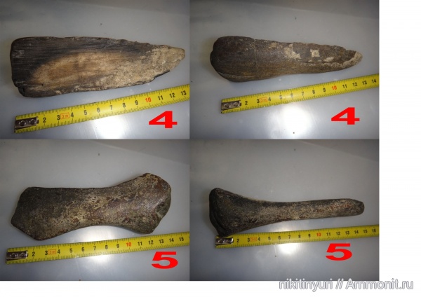 киты, Cetotherium