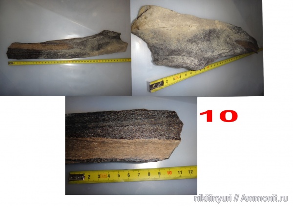 киты, челюсти, Cetotherium