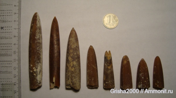 белемниты, меловой период, Оренбургская область, Меловые Горы, Cretaceous, belemnites