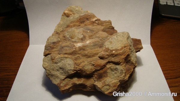 окаменелости, окаменевшее дерево, Fossils, Оренбургская область