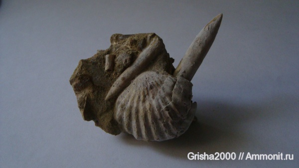 белемниты, брахиоподы, юрский период, палеоарт, Оренбургская область, Jurassic, belemnites