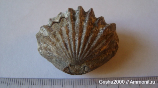 брахиоподы, юра, Rhynchonellida, Оренбург, Jurassic