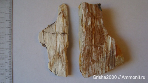 окаменелости, юрский период, Fossils, Оренбургская область, Оренбург, Jurassic