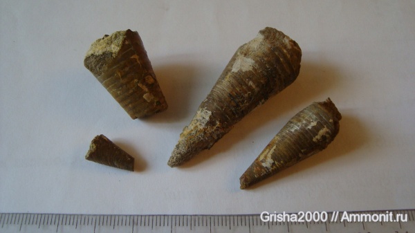 белемниты, юра, фрагмоконы, Оренбургская область, Jurassic, belemnites, phragmocones