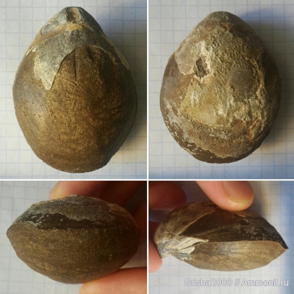 юра, Terebratulida, Оренбургская область, Jurassic