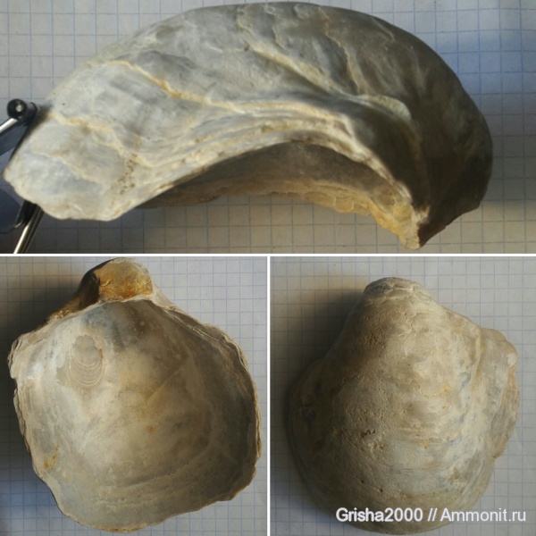 юра, Gryphaea, Gryphaea lucerna, Оренбургская область