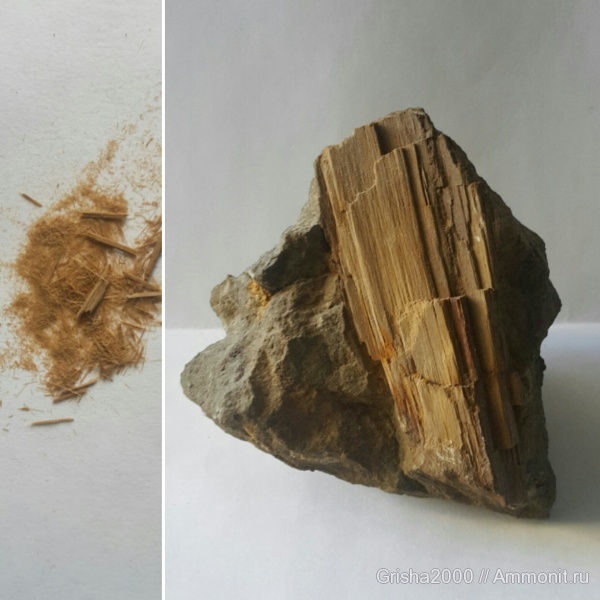 юра, окаменевшее дерево, Оренбургская область