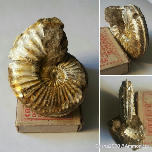 аммониты, юра, Amoeboceras, Hoplocardioceras, Оренбургская область, Hoplocardioceras beaugrandi