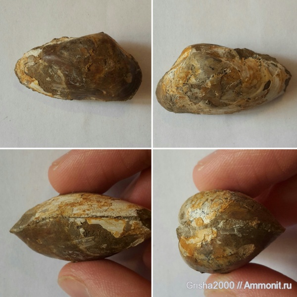 юра, двустворки, верхняя юра, Оренбургская область