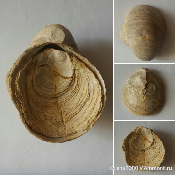 юра, двустворки, Gryphaea, Gryphaea dilatata, Оренбургская область, Оренбург