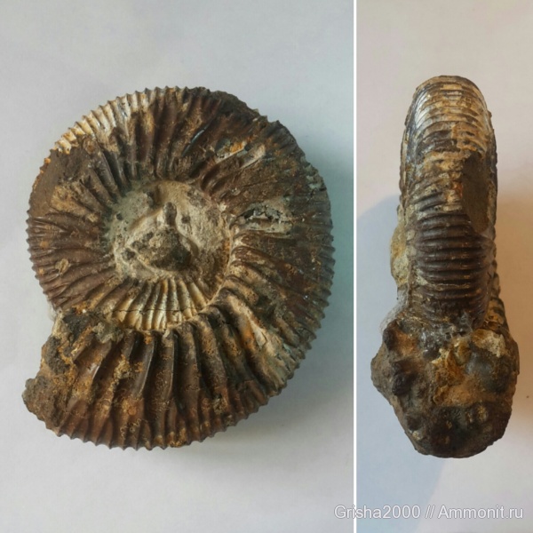 Аммониты в моей коллекции