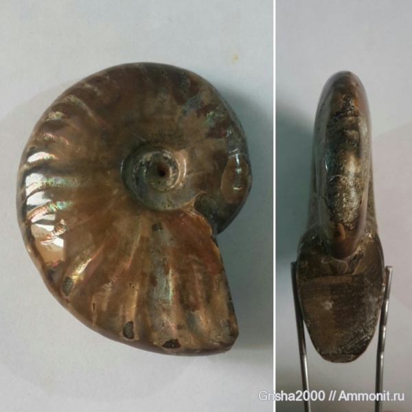 аммониты, моллюски, Мадагаскар, Cleoniceras
