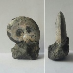 Garniericeras catenulatum