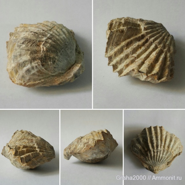 брахиоподы, юра, Оренбургская область, Оренбург