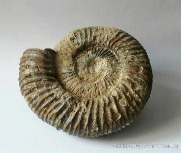 Sarmatisphinctes subborealis, Оренбургская область, Оренбург