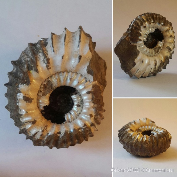 аммониты, юра, верхняя юра, Aulacostephanus, Оренбургская область