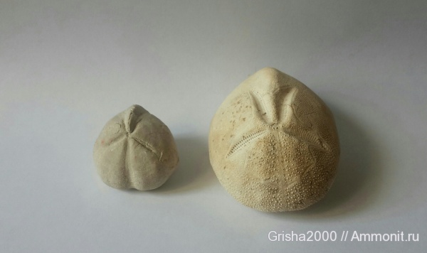 мел, Крым, Micraster