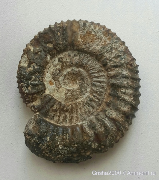юра, Ammonites, Sarmatisphinctes, Sarmatisphinctes subborealis, Оренбург