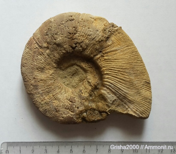 аммониты, Ammonites, Pseudovirgatites tenuicostatum, Jurassic