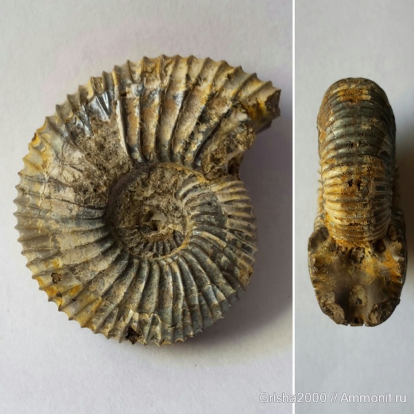 юра, Ammonites, нижневолжский подъярус, Оренбург
