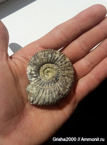 юра, Ammonites, Оренбург, Jurassic