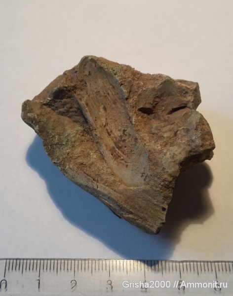 пермь, Оренбургская область, татарский ярус, сайгачий рудник