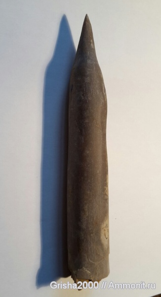 белемниты, находки, Fossils, Оренбургская область, Оренбург, Jurassic