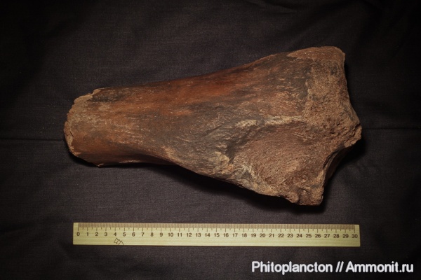 мамонты, Киев