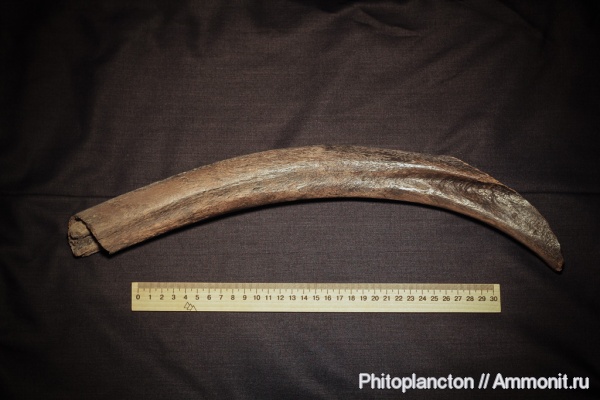 мамонты, Киев, рёбра