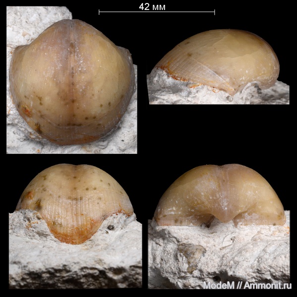 Choristites, Spiriferida