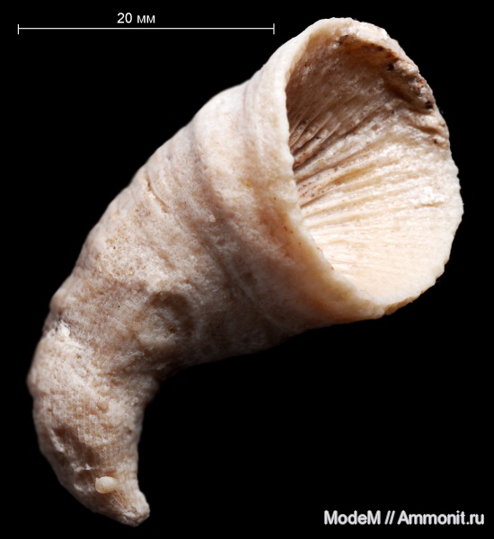 Bothrophyllum, Rugosa