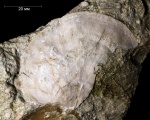 Orthotetida