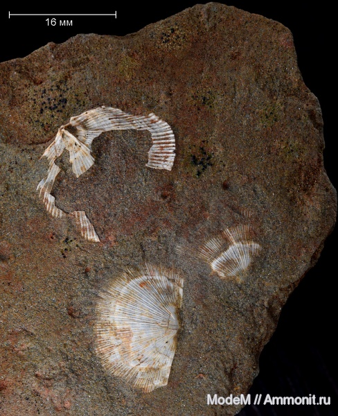 Orthotetes, Orthotetes radiata