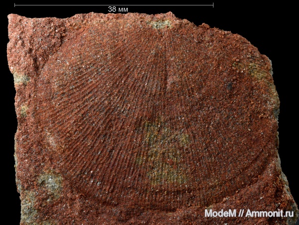 Orthotetes, Orthotetida