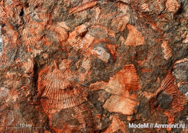 Orthotetes, Orthotetida