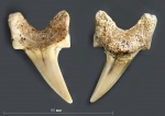 Зуб №6 (Archaeolamna)