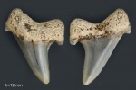 Зуб №7 (Archaeolamna sp.)