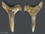 Зуб №8 (Eostriatolamia subulata)