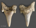 Зуб №9 (Archaeolamna sp.)