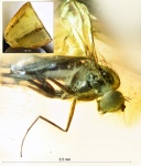 Инклюз (Dolichopodidae sp.)