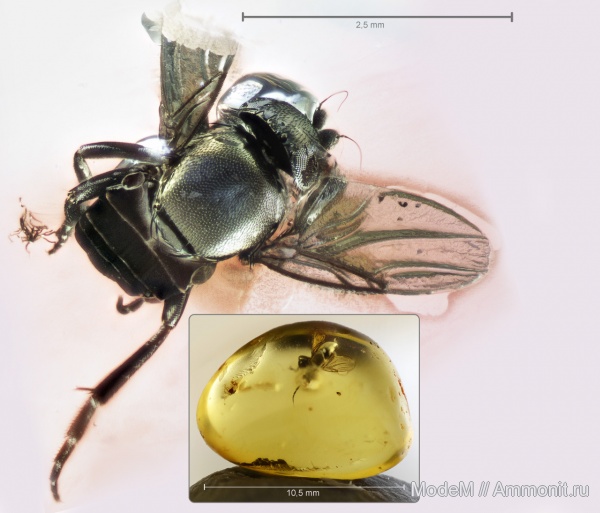 инклюз, Diptera