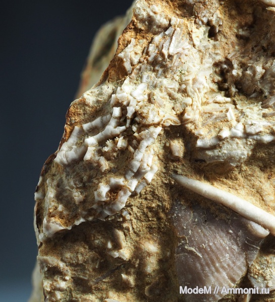 Кривоборье