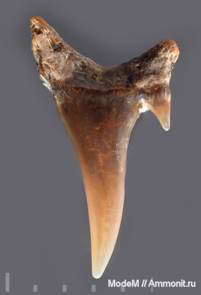 акулы, сеноман