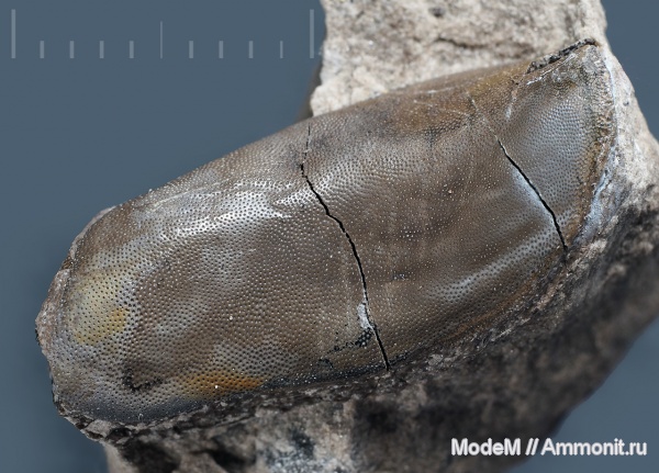 карбон, рыбы, Psephodus, миссисипий