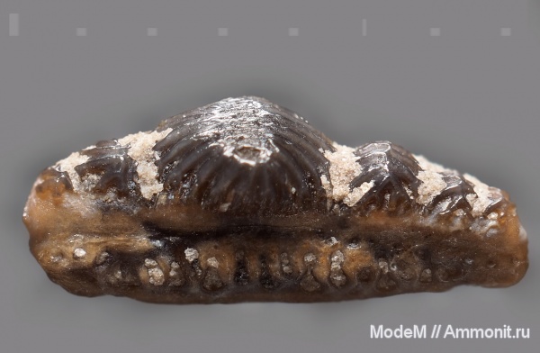 Mesodmodus, Orodontiformes