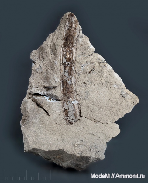 ихтиодорулиты